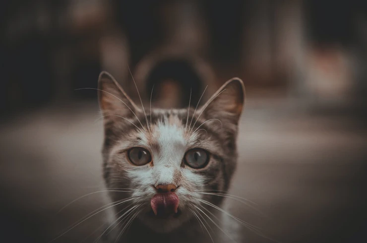 Custom vs. off-the-shelf – what’s the best software for you?