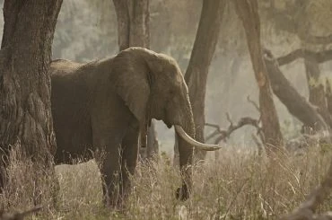 Upgrading PostgreSQL’s Enum type with SQLAlchemy using Alembic migration